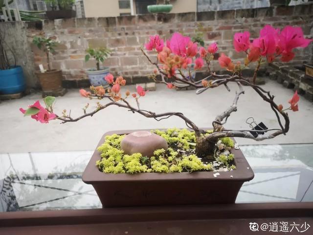 扦插|三角梅的养护大全摘光叶子，少浇水，使劲晒，开花爆满盆