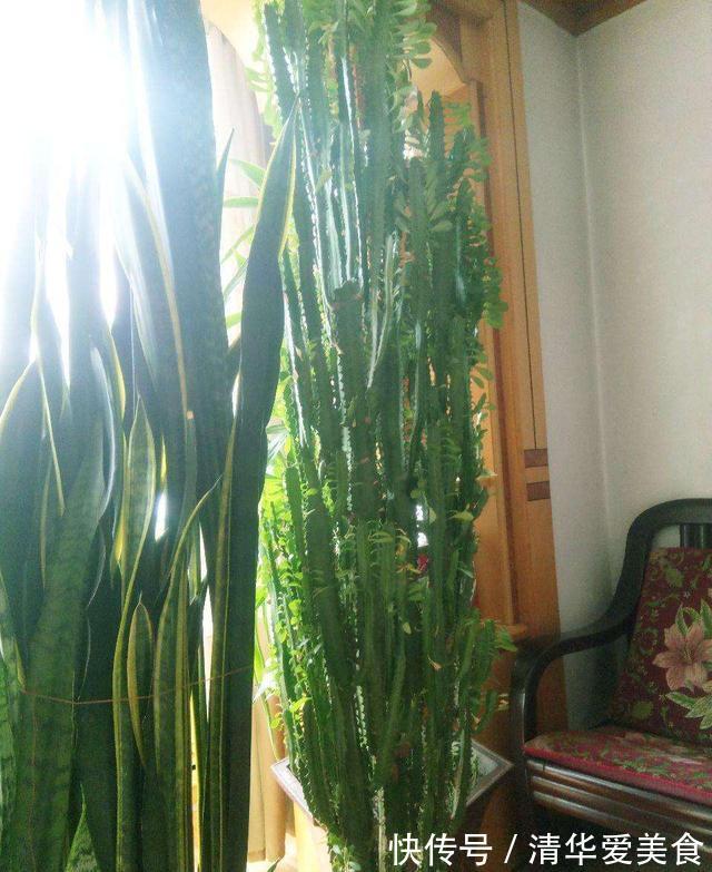 龙骨|室内想养“大盆镇宅花”,建议从这10种里面选,听名字就很霸气