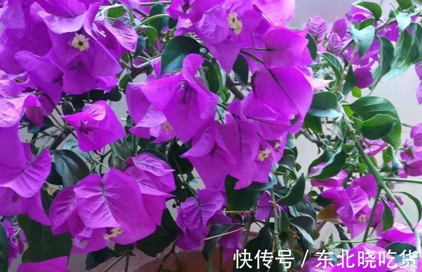 三角梅不会养，选对品种很关键，做好4点，40天后开花爆盆