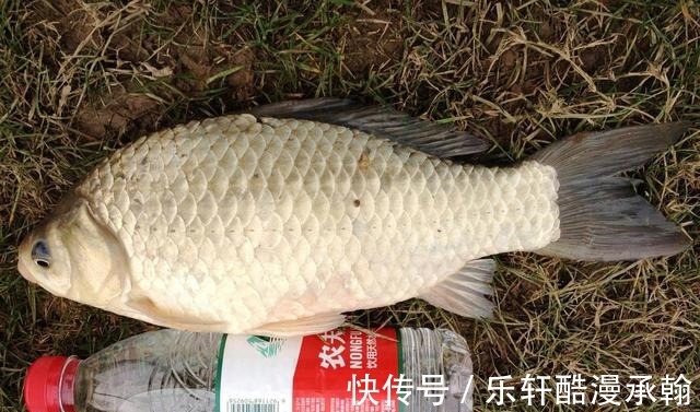 冬天时大鲫鱼和小鲫鱼哪个好钓大鲫鱼和小鲫鱼的摄食习性比较