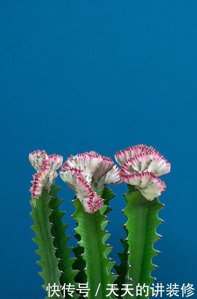 你家|5种有毒的多肉植物,你家可能就有一盆,养护需小心