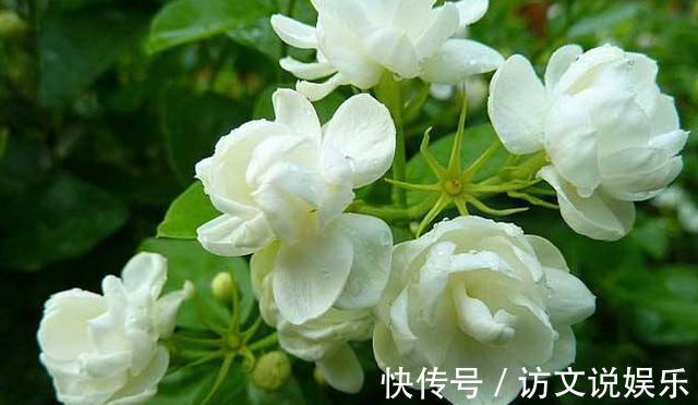 叶片|养茉莉“小窍门”,秒变开花机器,四季开花不断,次次开花都爆盆