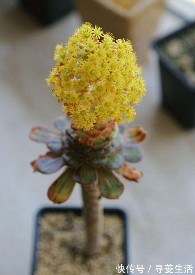 多肉植物|用生命开花的3种多肉植物,开完就死,你家有的话要小心