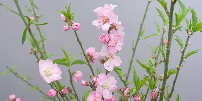 10款春节必备花材清单，去花店就买这些花！