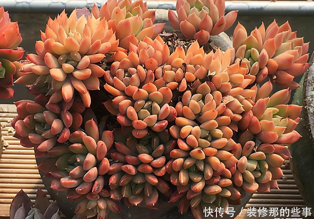 玄月|多肉可以晒太阳吗？注意2点，越晒颜色越好看，顺利出状态