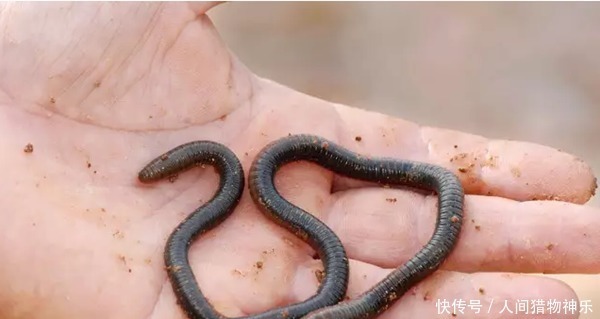 手竿钓鲶鱼，这种钓法才够狠，不愁不上鱼，渔获轻松翻几倍