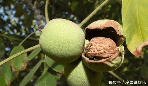 食物|在农村长大的你，你有全部吃过这些食物吗！尤其是最后一种