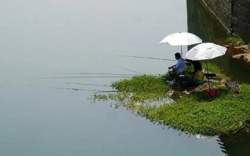 瑟瑟发抖|冬钓鲫鱼，老手遇“三种天气”不会下钓，钓也是白钓