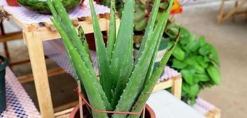 修剪|4种花卉耐旱、好养活,在家盆栽30天浇水一次,植株越长越旺