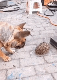 |搞笑GIF:一天卖多少钱无所谓,主要是气质不能输!