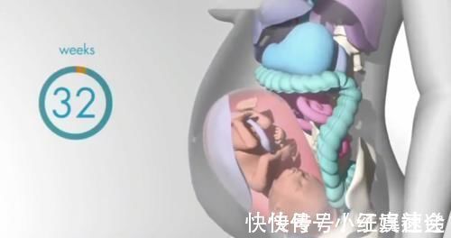 快速增长|怀胎十月,胎儿把妈妈的内脏挤哪去了?十张过程图带你了解