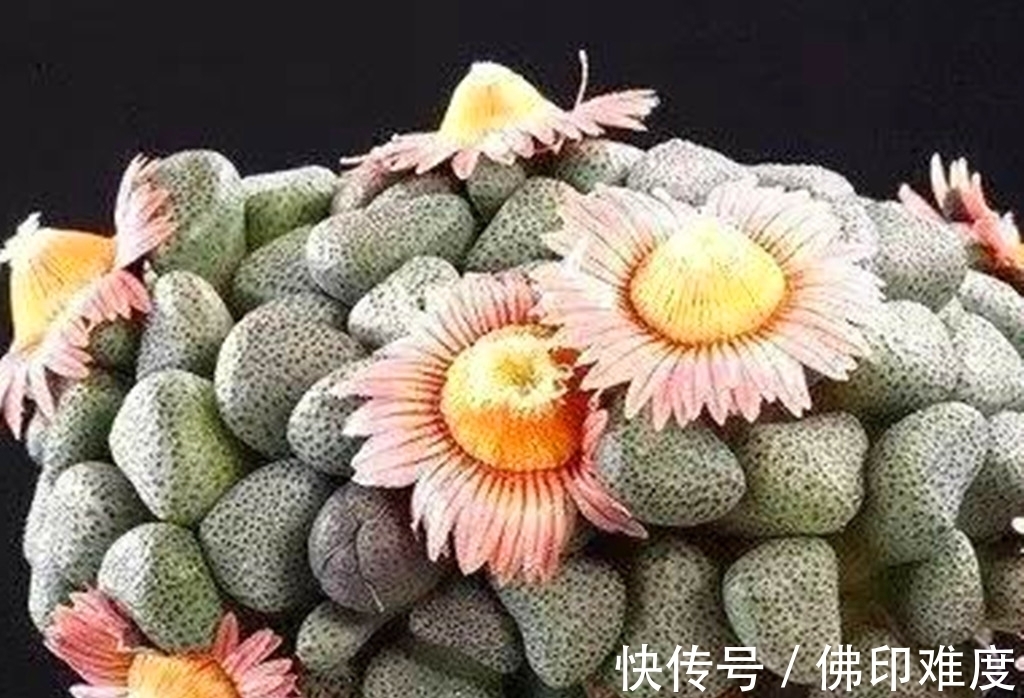 叶椒草|这些多肉说不上哪里好,但就是让人一眼难忘,有的开花还很美