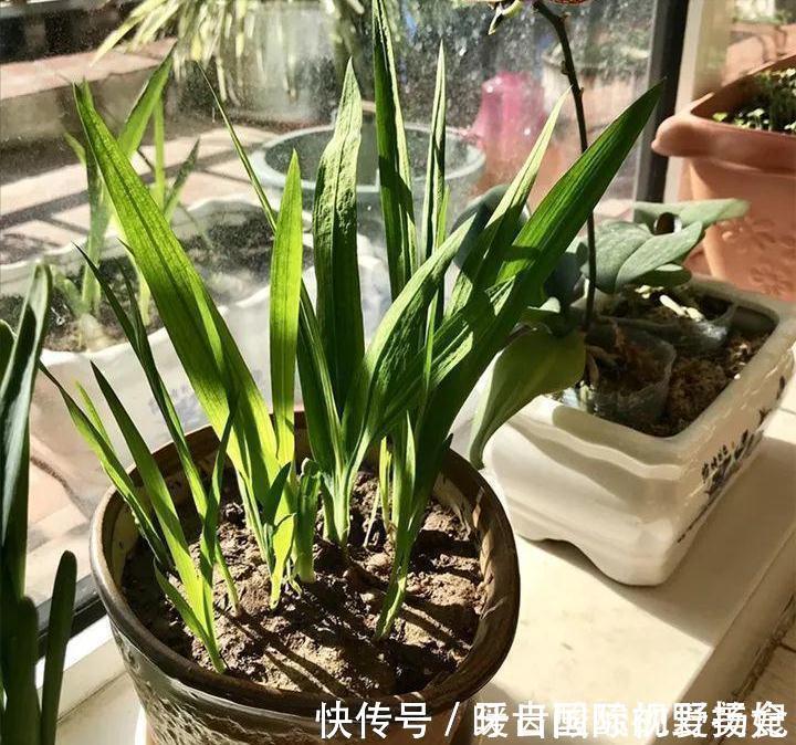 养护|6种“香水花”冬天不怕冷,越冷越香艳,雍容贵气,进屋染香气