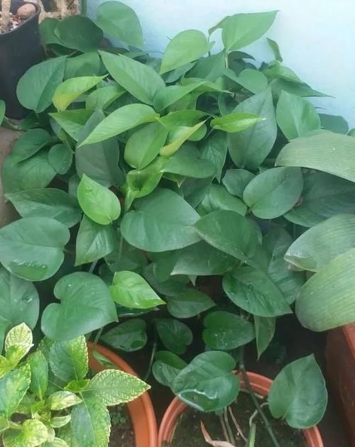 秋天,这3种花一定要勤施肥,叶片更多更厚实,好看又有光泽