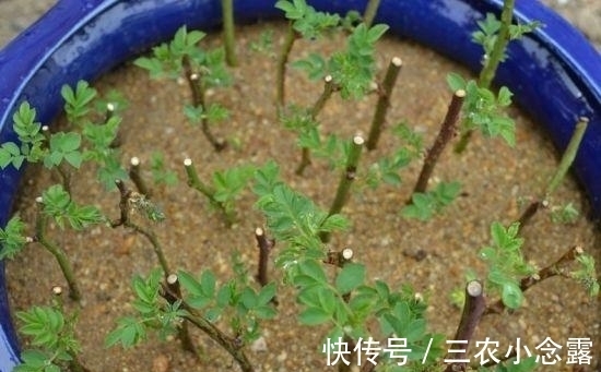 柳树|这是“天然”生根剂,路边捡一把,泡在水里,生根快速,浇花也旺