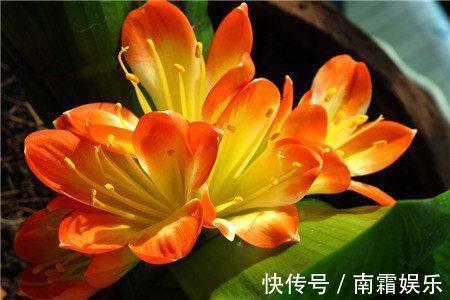 养自己的君子兰,叶子不规则,学会这几招,开花更多