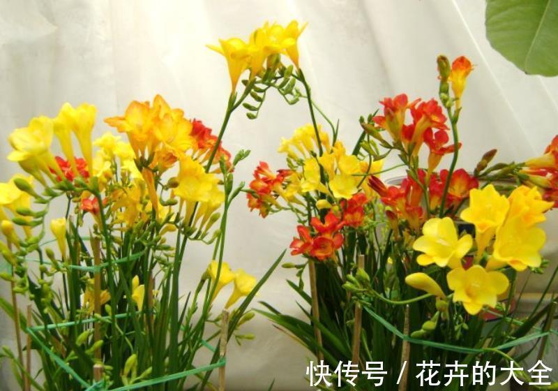 花园|秋冬就养3种花，观叶赏花美极了，轻松开出小花园，是盆栽佳品