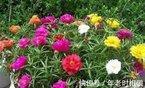 花卉|5种漂亮花,阳台养一盆,四季有花赏,新手也会养!
