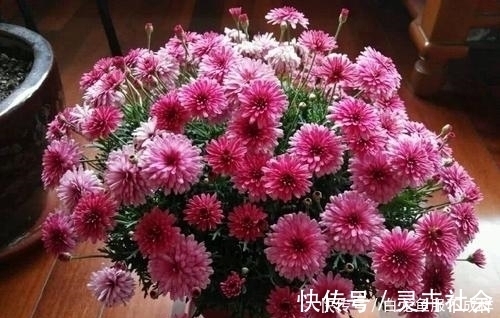 她用一斤花生壳把花养爆盆，四季油绿，花开不停，邻居看了都羡慕