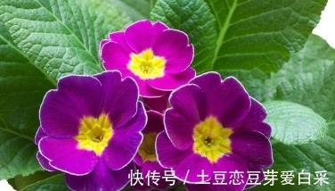 柳桃|家中什么样的花不能养?理由是什么?想知道的了解一下