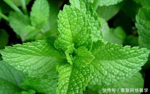 薄荷|如何把薄荷养到爆盆,几分钟就可以学会,再也没有蚊虫的叮咬