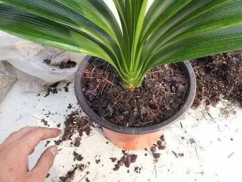消毒|养花土从不不消毒?难怪养花总是长不好,教你1招,养啥都旺!