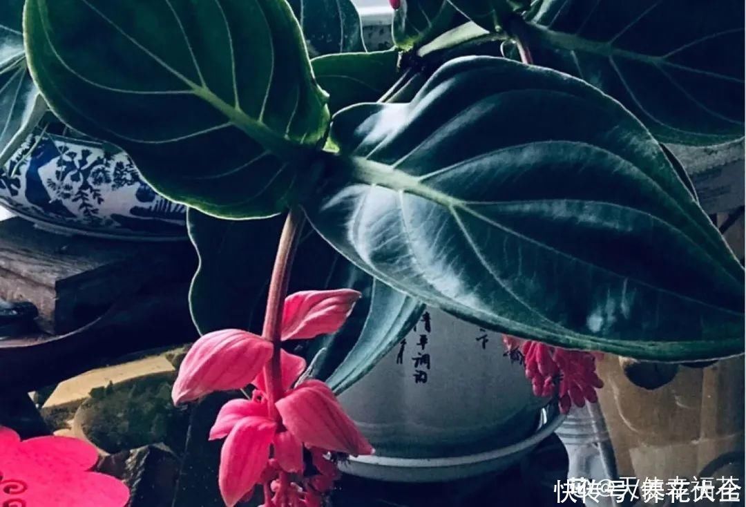 贵花|8种贵花,一盆好几百,有钱了一定要买一盆