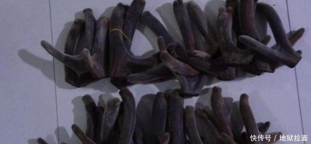 农民|像韭菜割了还会长,一克卖到80元,农民直呼:家里没矿谁舍得吃