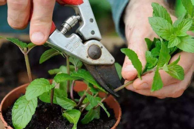 马虎|养花想要株型美,“修剪打顶”不能马虎,剪一枝,爆一枝