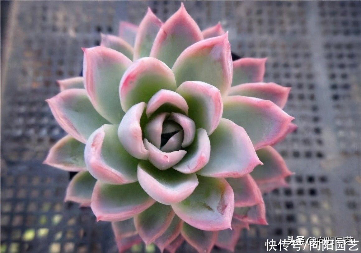 网上买多肉，买的时候红彤彤，养了1个月，变成绿青菜，为啥？