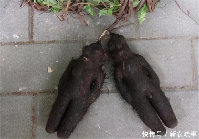 人工种植的何首乌好吗？与野生何首乌有何差距，一文告诉你答案