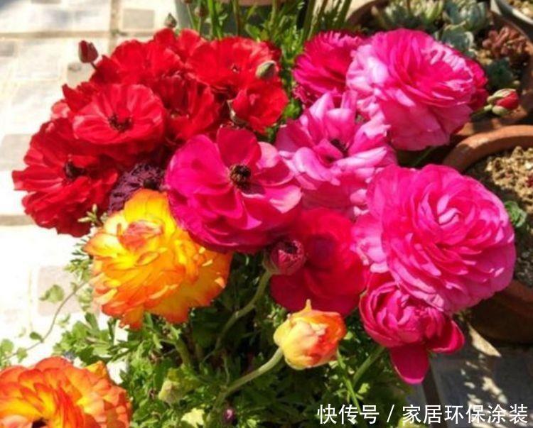 4种花是开花小能手,漂亮又好养,全年开花不断