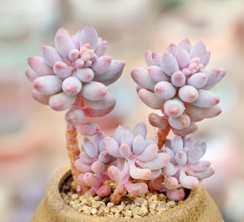 养多肉婴儿手指，做好几件事，很快长成多头小胖手，太可爱了！