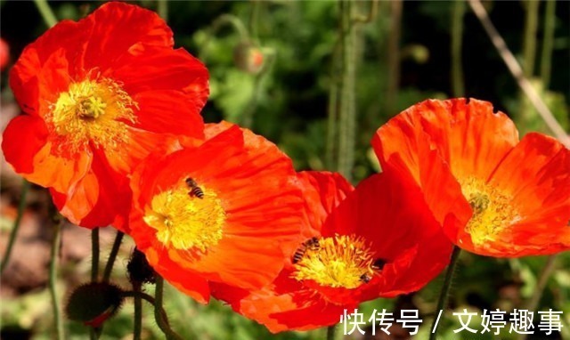 项羽本纪$辛弃疾两首《赋虞美人草》赏读:人间不识精诚苦,贪看青青舞