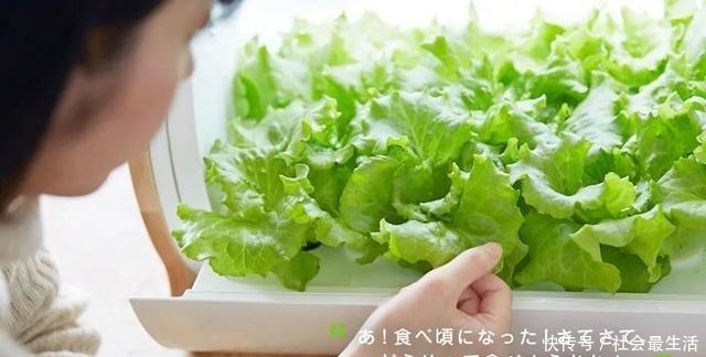 外国人发明的“室内小菜园”,一年四季长爆盆,太神奇了……!
