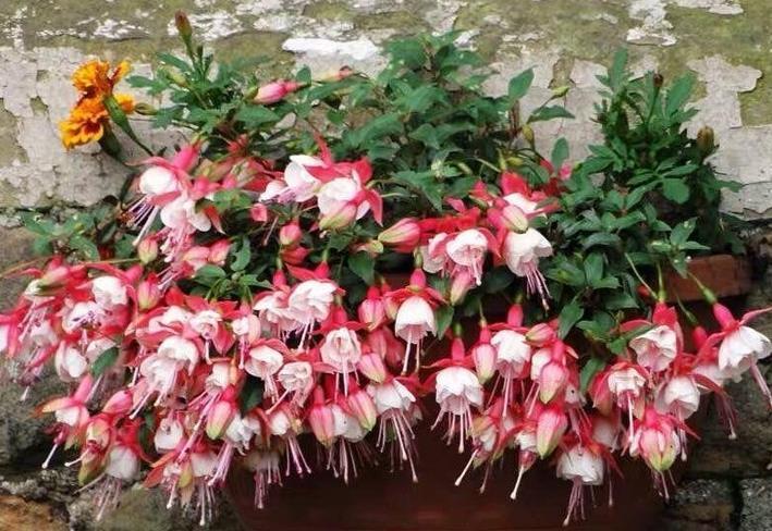 发酵鸡粪、羊粪、蚯蚓粪,到底该选哪一种?看完终于不再迷惑了