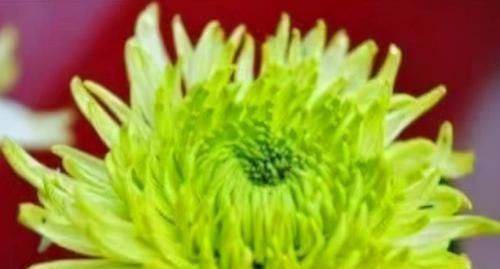 聪明人爱吃3种食物,营养丰富、滋润肌肤,早吃早健康!