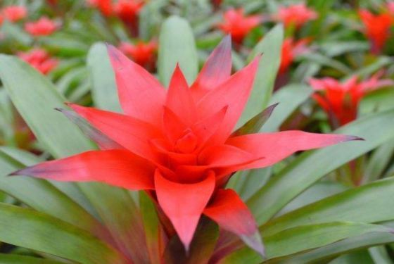 喜欢菊花,不如养盆“名品小花”赛亚麻,生长旺盛,宛若花海一般