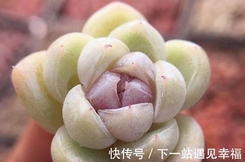 多肉植物|4种不常见却很美艳的多肉,我只养过2种,虽然贵但是不后悔