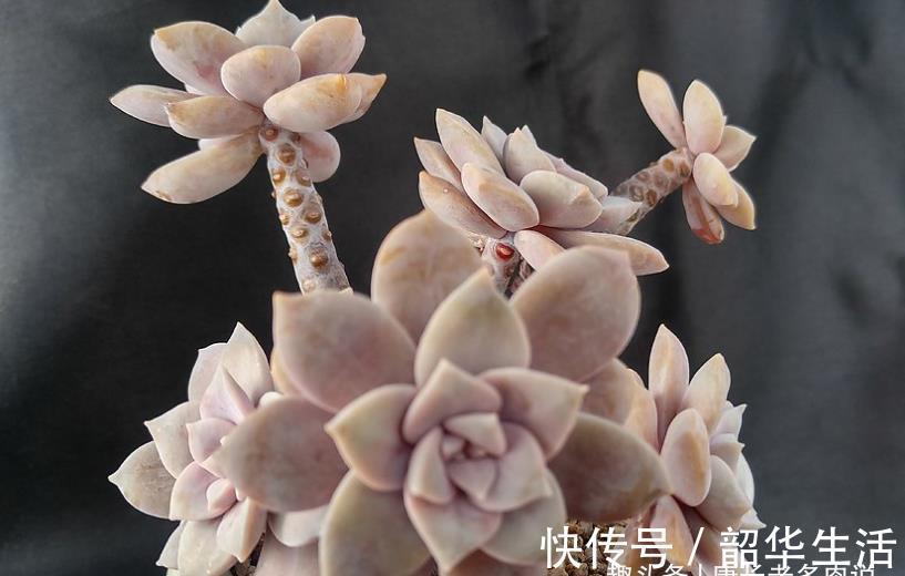 华丽|紫色系多肉华丽风车，夏季也不会轻易褪色，值得我们所有人养一盆