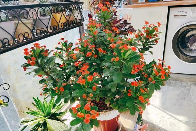 室外|3种花“晦气花”,最好不要养室内,实在喜欢就养在室外吧