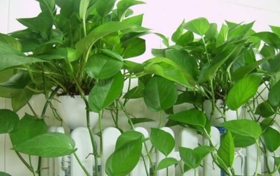 富贵竹|这3种花最爱“吃醋”，1月1斤醋，叶片翠绿“长疯了”