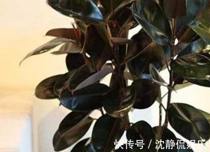 枝繁叶茂|橡皮树叶子“发红光”摊上事了,教你一招,起死回生,长满新芽
