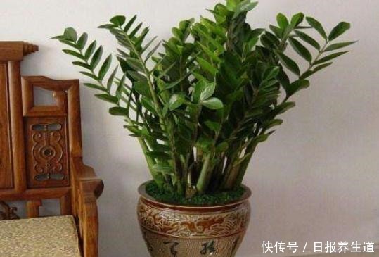 家中养金钱树，肥料不用买，土表埋上一把豆，比啥肥料都好用！