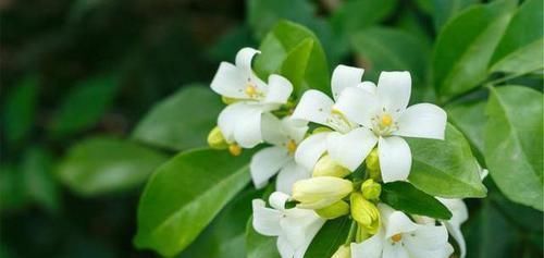 胃不好的患者,白开水加“它”,赶走幽门螺杆菌,口臭和你说拜拜