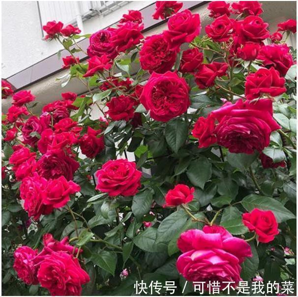 我心目中最值得栽种的10种藤本月季,每一种都很优秀,你喜欢吗