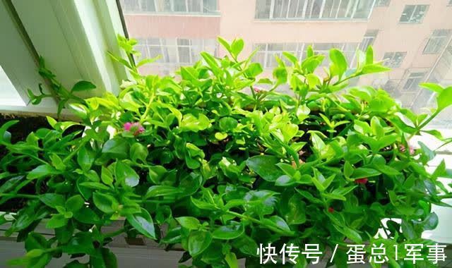 成活率|八九月份,适合扦插“7种花”,成活率高