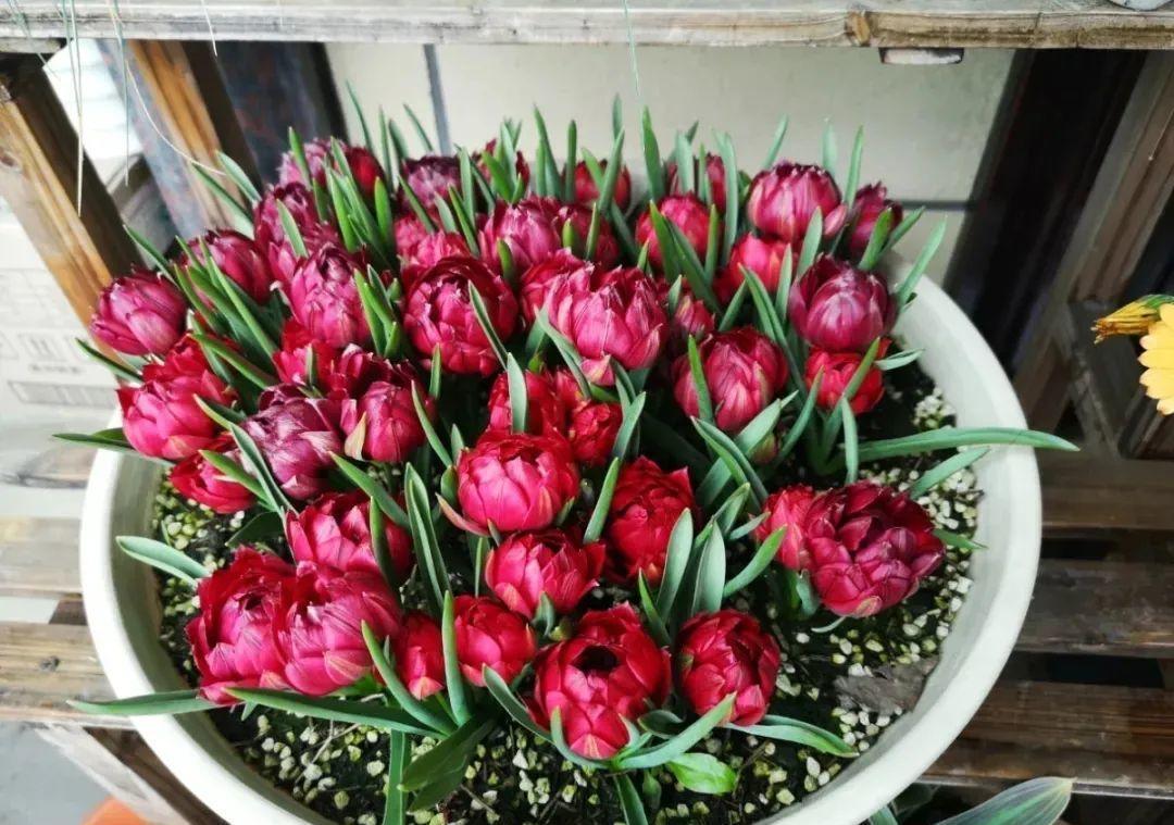 秋天|秋天必养的11种花，冬天特别耐寒，南北方都能养