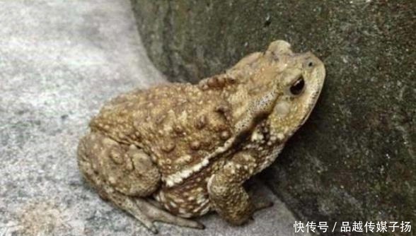 动物|当年我军对付日军炮楼时,用两种动物帮忙,事半功倍