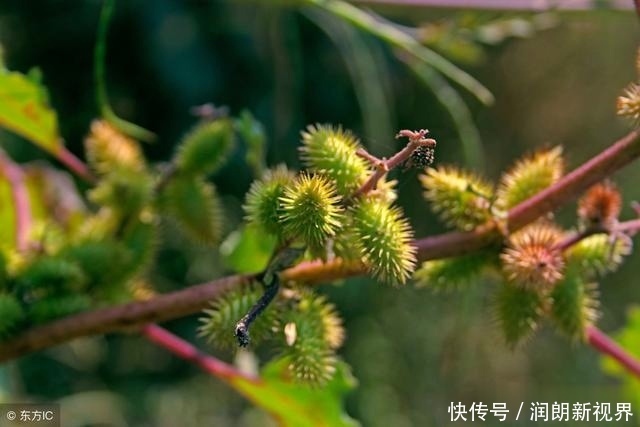 肠黄|老兽医60种常见中草药“一药一功效”汇总，建议养鸡人看看